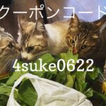 6/22 Sanyo猫の日キャンペーン（夏期）のお知らせ