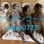 7/22  Sanyo猫の日キャンペーン（夏期）のお知らせ