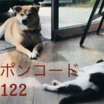 11/22&23 Sanyo犬猫の日キャンペーンのお知らせ