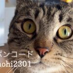 1/22 Sanyo猫の日キャンペーン（代引きのみ）のお知らせ