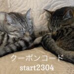 4/22 Sanyo猫の日キャンペーンのお知らせ