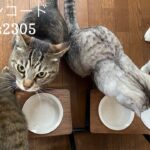 5/22 Sanyo猫の日キャンペーンのお知らせ