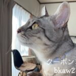 9/22 Sanyo猫の日キャンペーン（今月まで夏期）のお知らせ