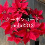 12/22 Sanyo猫の日キャンペーン（クリスマス）のお知らせ