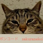 3/22 Sanyo猫の日キャンペーンのお知らせ