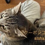 6/22 Sanyo猫の日キャンペーンのお知らせ（夏期）