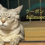 7/22 Sanyo猫の日キャンペーンのお知らせ（夏期）