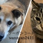 11/22-23 Sanyo犬猫の日キャンペーンのお知らせ