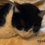 2/22-24 Sanyo猫の日キャンペーン（スペシャル）のお知らせ