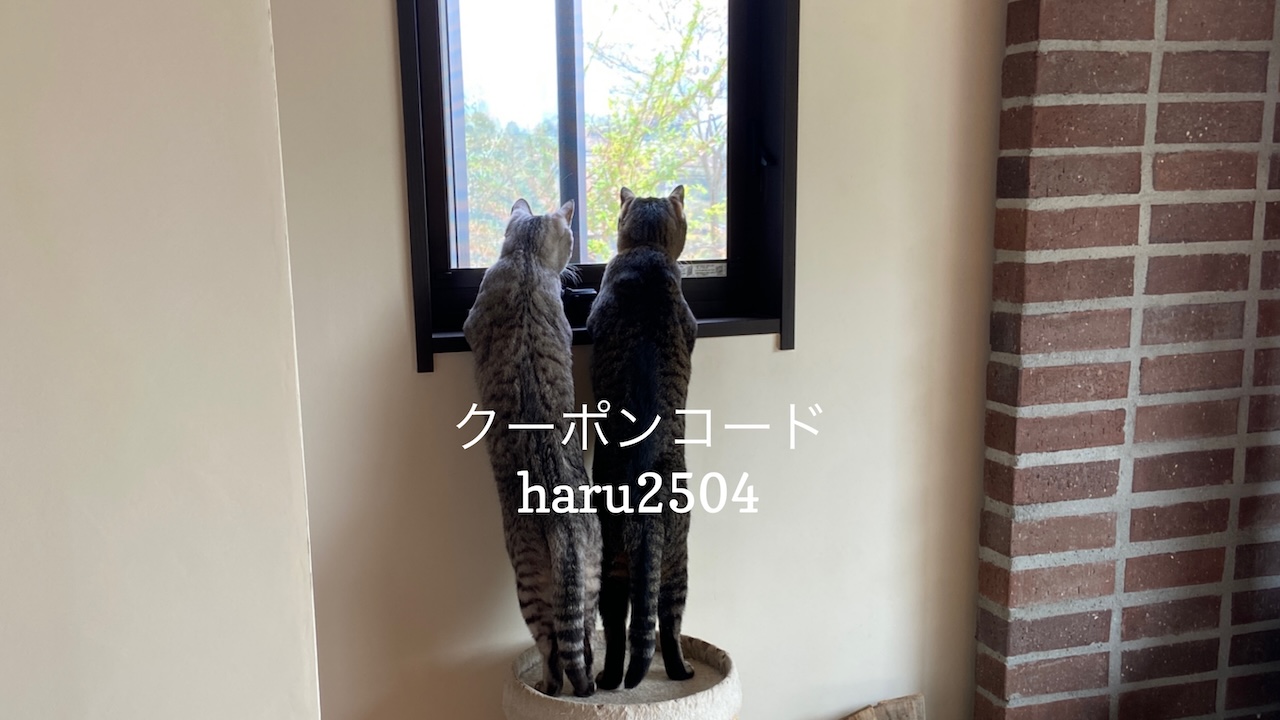 You are currently viewing 4/22 猫の日キャンペーンのお知らせ
