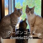 5/22 猫の日キャンペーンのお知らせ