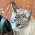 8/22 猫の日キャンペーンのお知らせ