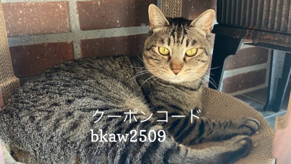 投稿についてもっと詳しく 9/22 猫の日キャンペーンのお知らせ