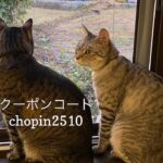 10/22 猫の日キャンペーンのお知らせ