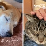 11/22-24 犬猫の日キャンペーンのお知らせ