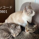 1/22 Sanyo猫の日キャンペーンのお知らせ