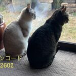 2/22-24 Sanyo猫の日キャンペーン（スペシャル）のお知らせ