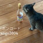 4/22 Sanyo猫の日キャンペーンのお知らせ