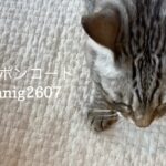 7/22 Sanyo猫の日キャンペーン（夏期）のお知らせ