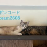 8/22 Sanyo猫の日キャンペーン（夏期）のお知らせ