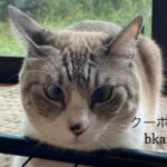 9/22 Sanyo猫の日キャンペーン（夏期）のお知らせ