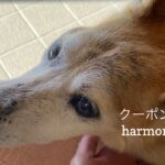 10/22 Sanyo猫の日キャンペーンのお知らせ